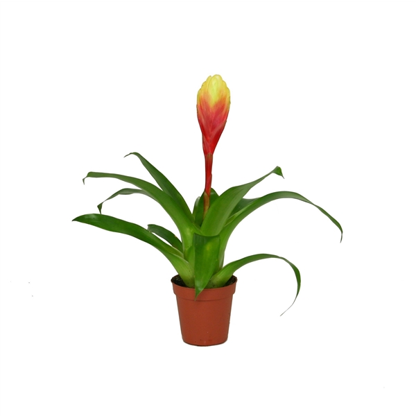 Vriesea Tiffany 5,5Ø 15cm