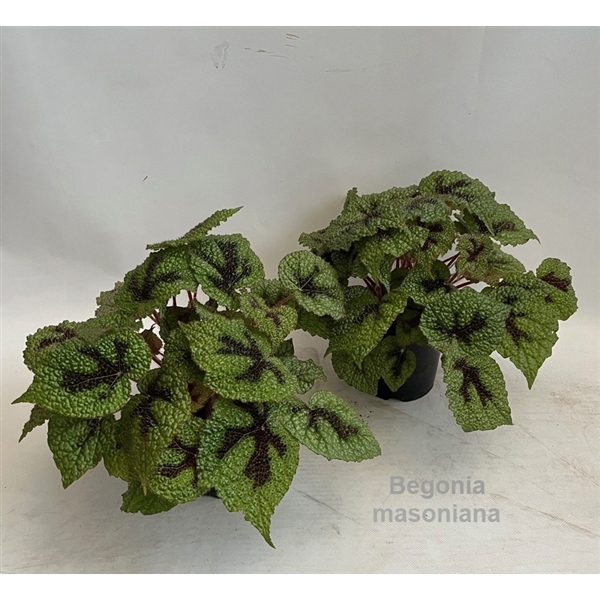 Begonia leaf Masoniana original Iron Cross 14Ø 30cm