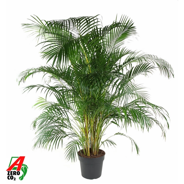 Dypsis lutescens 34Ø 180cm 20pp