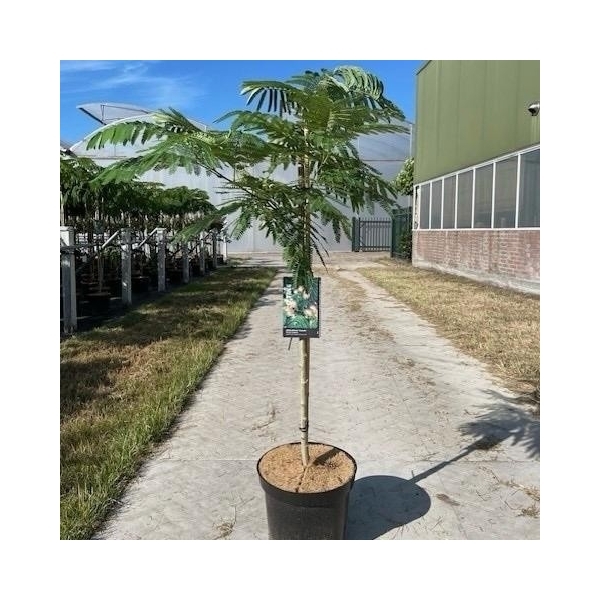 Albizia julibrissin Ombrella 32Ø 180cm