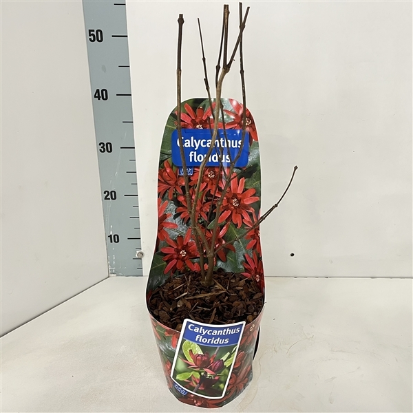 Calycanthus fertilis in potcover 17Ø 25cm