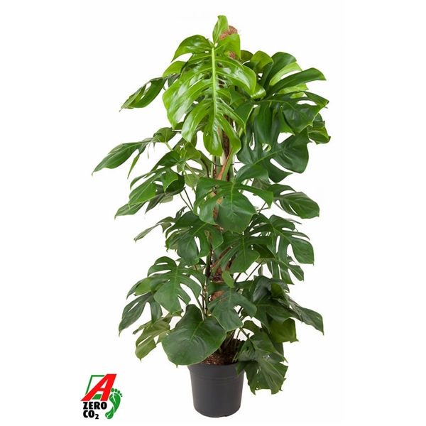 Monstera deliciosa 27Ø 150cm 5pp