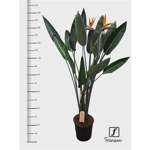 Strelitzia Reginae 27Ø 160cm 3pp 3fl
