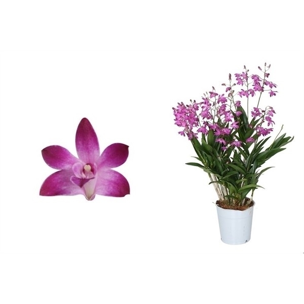 Dendrobium Berry Oda 12Ø 40cm 12st 75fl