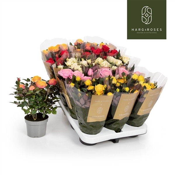 Rosa Grande Kordana mixed 10,5Ø 27cm