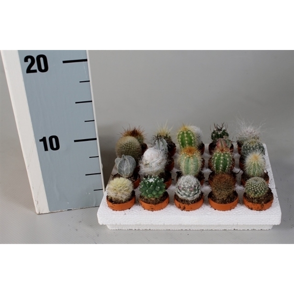 Cactus mix terracotta pot 3,5Ø 4cm