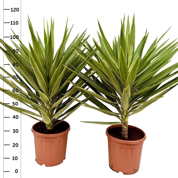 Yucca elephantipes Jewel 30Ø 110cm 1Head
