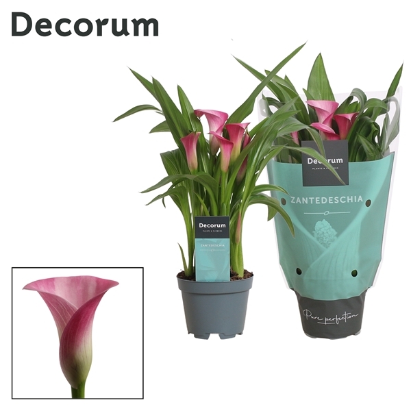 Zantedeschia Zazu 10,5Ø 30cm 2fl