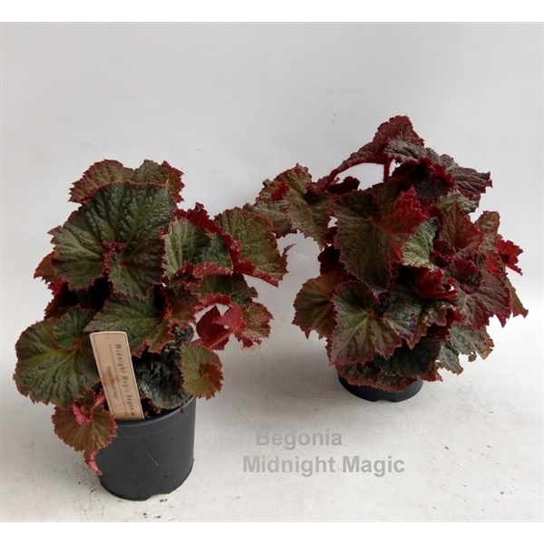 Begonia leaf Midnight Magic 14Ø 30cm