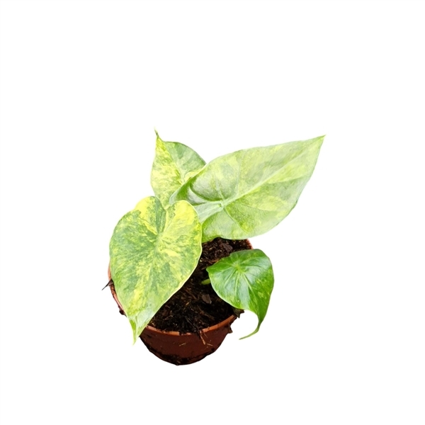 Alocasia Odora Variegata Yellow 7Ø 15cm 1pp