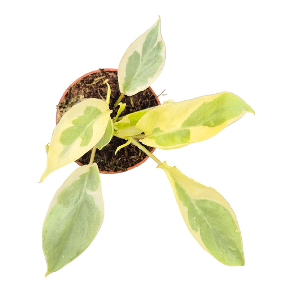 Philodendron Burle Marx White Lava 7Ø 15cm