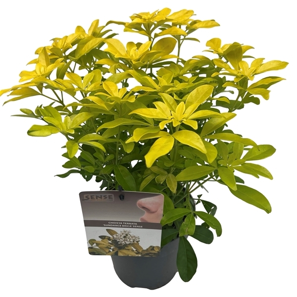 Choisya ternata Brica 17Ø 40cm