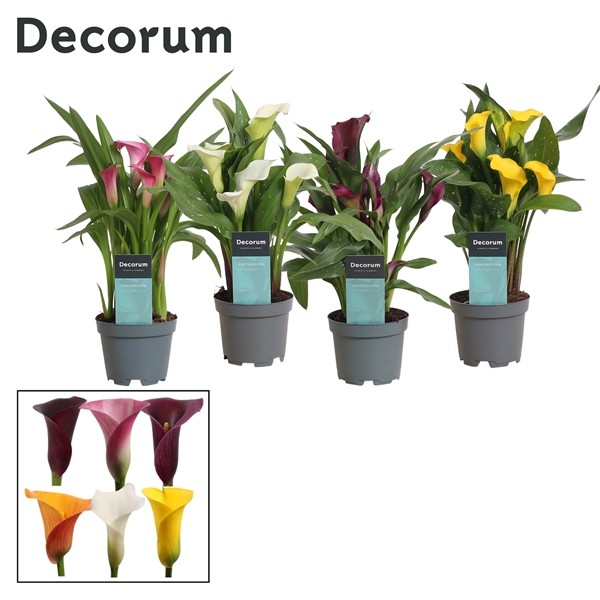 Zantedeschia mixed 10,5Ø 30cm 2fl