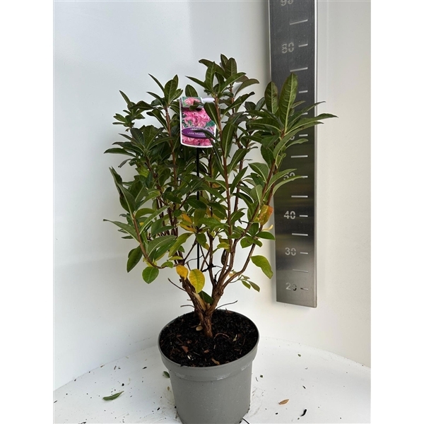 Rhododendron Viscosa Azalea Jolie Madame 23Ø 60cm