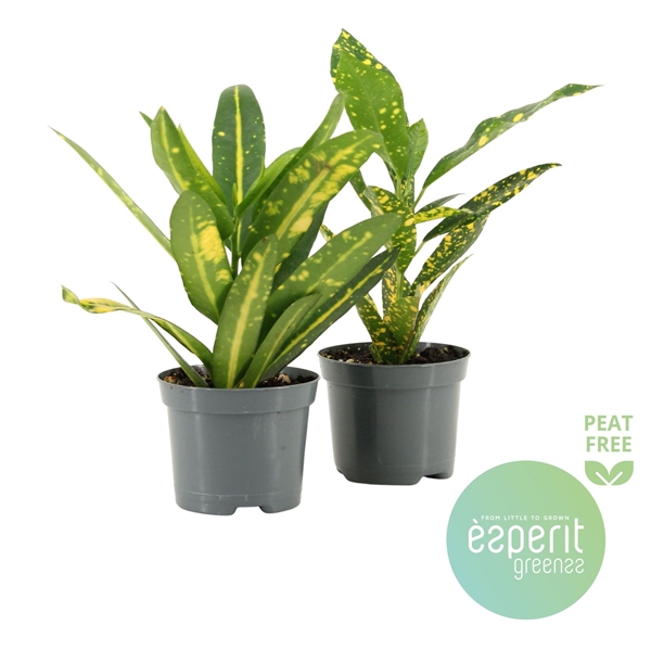 Codiaeum mix 8,5Ø 20cm 1pp