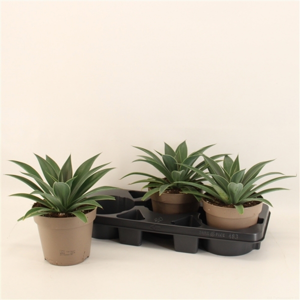 Agave Pineapple Express (Mangave) 17Ø 30cm