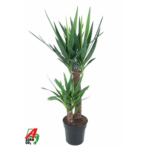 Yucca toef 60-30 21Ø 100cm 2Head