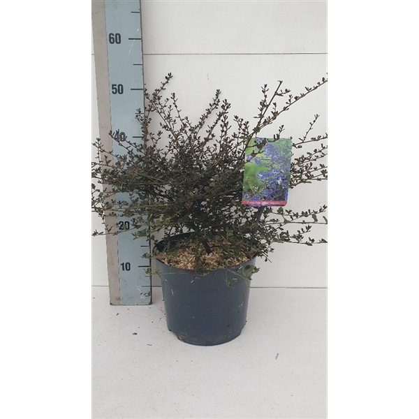 Ceanothus Blue Sapphire 23Ø 55cm