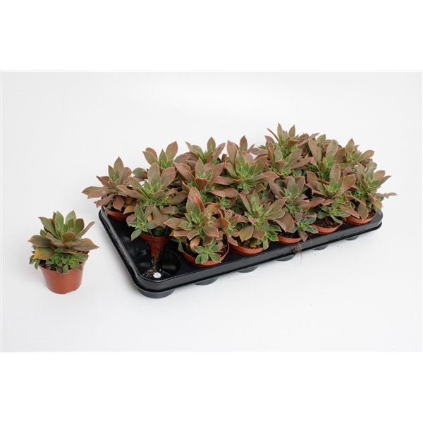 Aeonium Green 8,5Ø 15cm