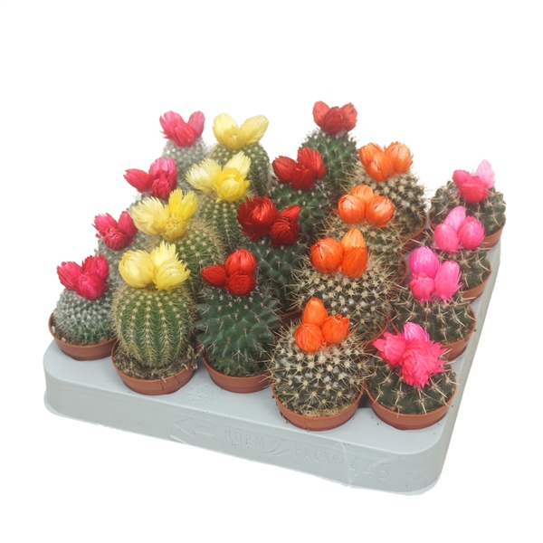 Cactus dryflowers mix 5,5Ø 8cm