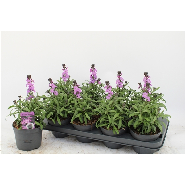 Erysimum linifolium Bowles Mauve 13Ø 25cm