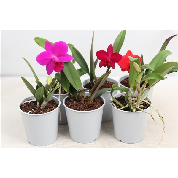 Cattleya mixed (Cites) 12Ø 25cm 1st 1fl