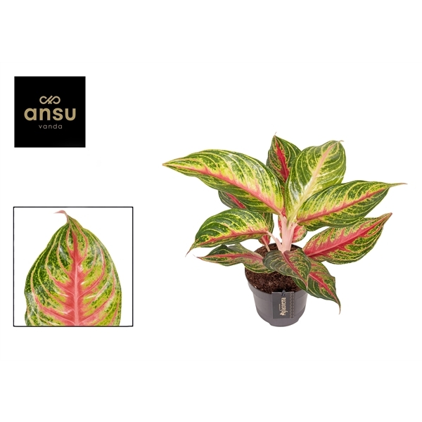 Aglaonema Eyecatcher Red 12Ø 45cm 1pp