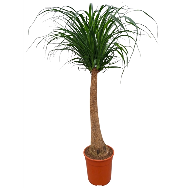 Nolina Recurvata (Beaucarnea) 27Ø 120cm