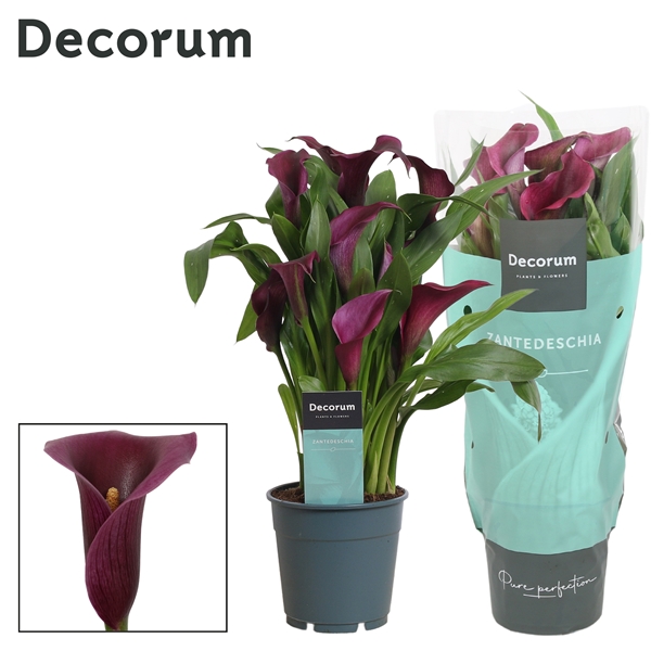 Zantedeschia Paco 12Ø 35cm 4fl