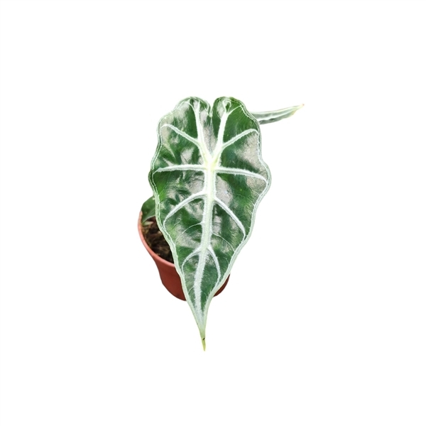 Alocasia Mandalay 7Ø 15cm 1pp