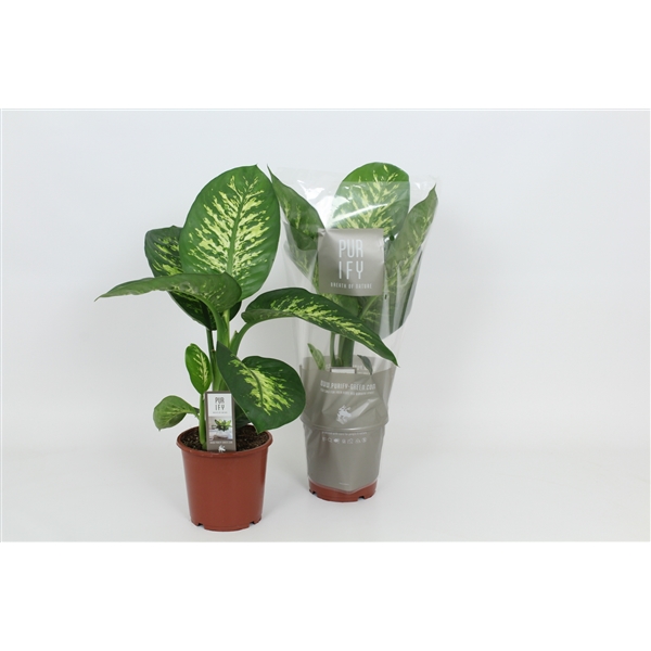 Dieffenbachia seg. Tropic Snow 17Ø 65cm
