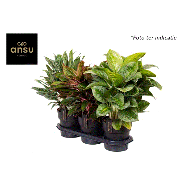 Aglaonema mix 19Ø 55cm 1pp