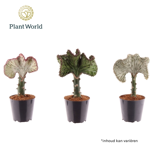 Euphorbia Cristata mix (Cites) 12Ø 30cm