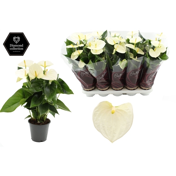 Anthurium Andreanum Cocos 12Ø 36cm 5fl