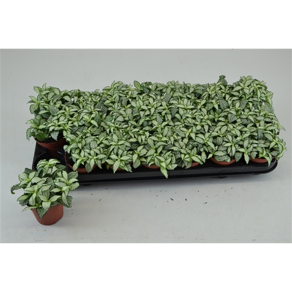 Fittonia White Forest Flame 8,5Ø 10cm