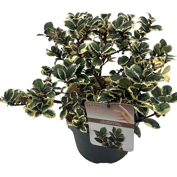 Ilex meserveae Casanova 23Ø 45cm
