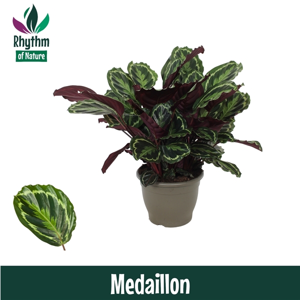 Calathea Medallion 32Ø 85cm