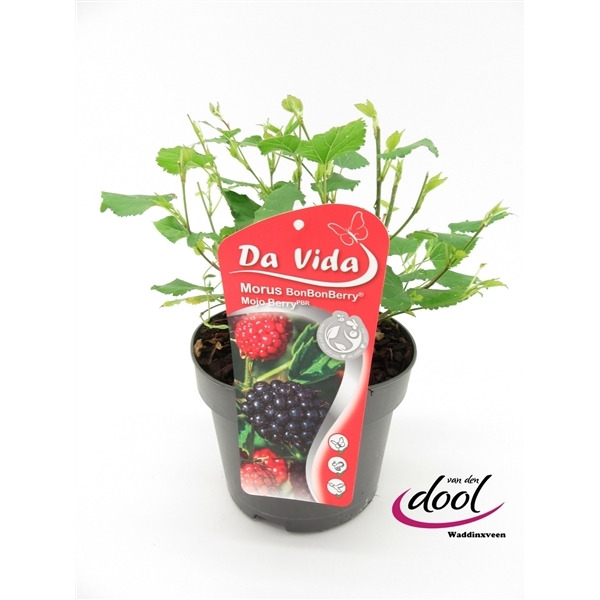 Morus nigra rot. Mojoberry 19Ø 35cm