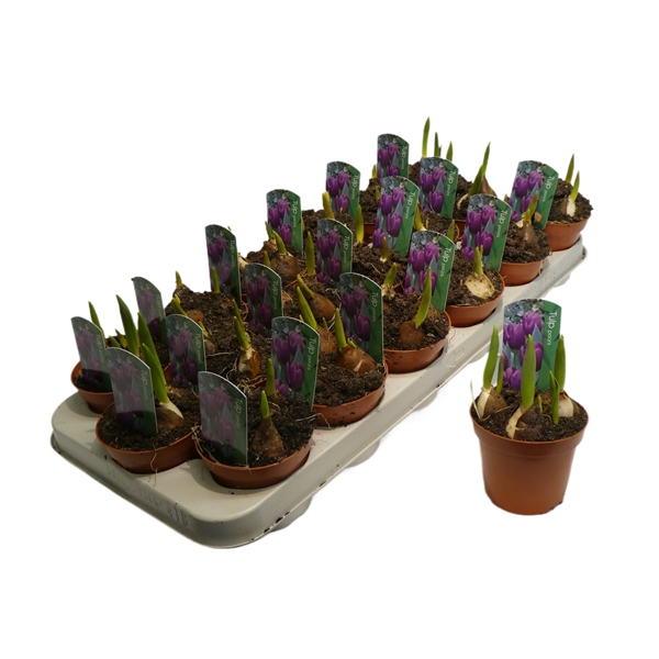 Tulipa Purple 9Ø 12cm 1pp