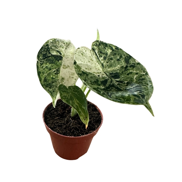 Alocasia Dragon Scale Mint 6Ø 10cm 1pp