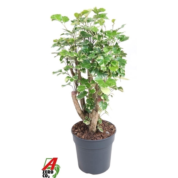 Polyscias Balfouriana 24Ø 90cm
