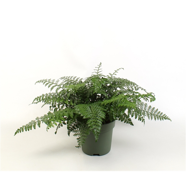 Asplenium Parvati 21Ø 50cm