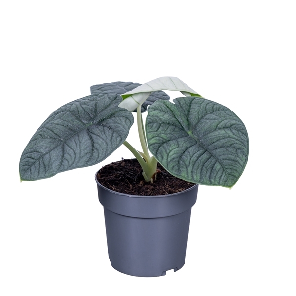 Alocasia Melo 14Ø 35cm 1pp