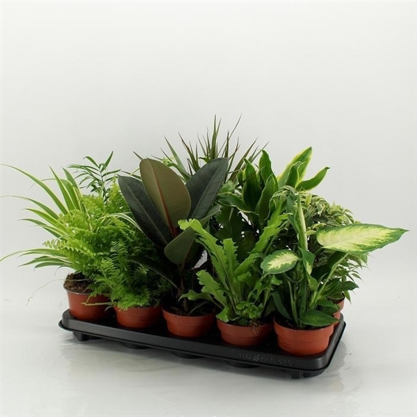 Plant mixed 12Ø 45cm