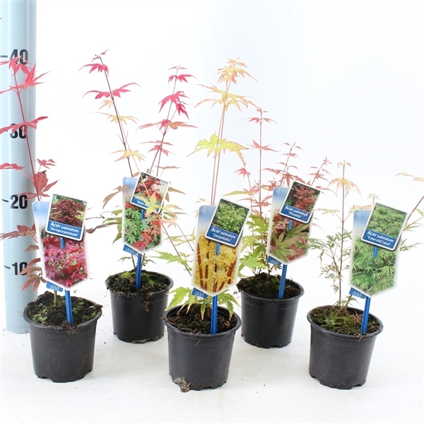 Acer Palmatum mix trolley 10,5Ø 25cm