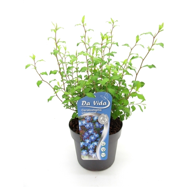 Ceratostigma willmottianum 19Ø 30cm