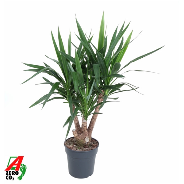 Yucca Elephantipes Branched 27Ø 100cm 2Head