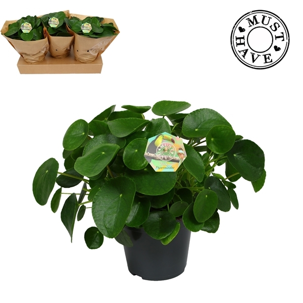 Pilea peperomoides 17Ø 35cm
