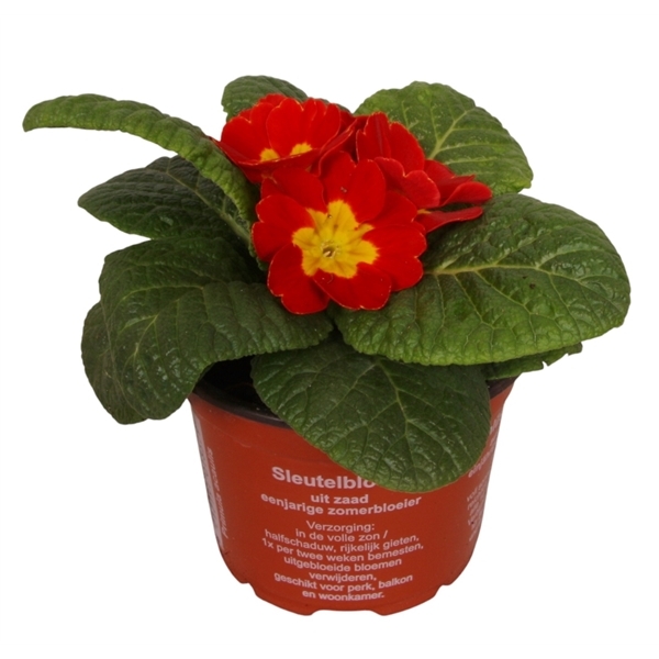 Primula acaulis red 9Ø 12cm