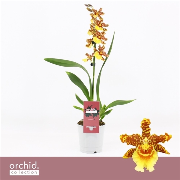 Cambria Golden Tiger 12Ø 40cm 1st